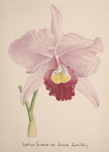 Art Prints of Cattleya, No. 60, Orchid Collection