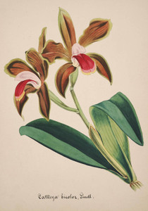 Art Prints of Cattleya, No. 36, Orchid Collection