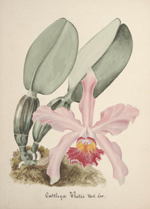 Art Prints of Cattleya, No. 67, Orchid Collection