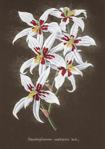 Art Prints of Odontoglossum, No. 53, Orchid Collection