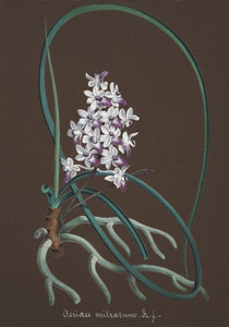 Art Prints of Aerides, No. 27, Orchid Collection