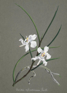 Art Prints of Aerides, No. 21, Orchid Collection