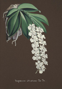 Art Prints of Angroecum, No. 28, Orchid Collection