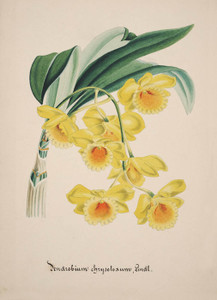 Art Prints of Dendrobium, No. 22, Orchid Collection