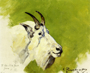 Art Prints of Mountain Goat Head by Carl Rungius