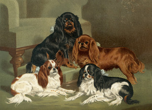 Art Prints of Toy Spaniels by Vero Shaw