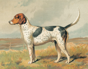 Art Prints of Foxhound by Vero Shaw