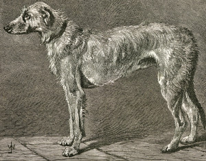 Art Prints of Irish Wolfhound II by Vero Shaw