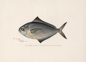 Art Prints of Butter Fish by Sherman Foote Denton