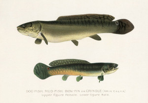 Art Prints of Dogfish and Mudfish or Grindle by Sherman Foote Denton