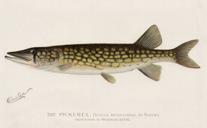 Art Prints of Pickerel from a Pond in Massachusetts by Sherman Foote Denton