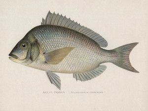 Art Prints of Scup or Porgy by Sherman Foote Denton