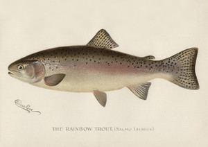 Art Prints of Rainbow Trout by Sherman Foote Denton