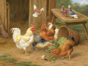 Art Prints of Chickens and Pigeons by Edgar Hunt