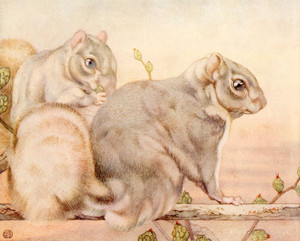 Art Prints of Squirrels by Edward Julius Detmold