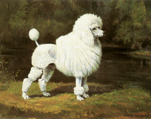 Art Prints of Champion Blakeen Eiger, Poodle by Edwin Megargee