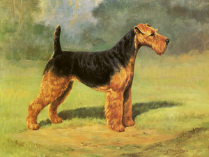 Art Prints of Champion Twin Ponds Bell, Airedale Terrier by Edwin Megargee