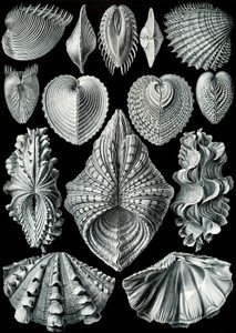 Art Prints of Acephala, Plate 55 by Ernest Haeckel