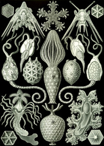 Art Prints of Amphoridea, Plate 95 by Ernest Haeckel