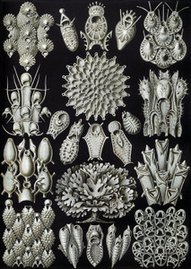 Art Prints of Bryozoa, Plate 33 by Ernest Haeckel