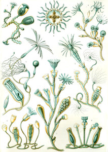 Art Prints of Campanariae, Plate 45 by Ernest Haeckel