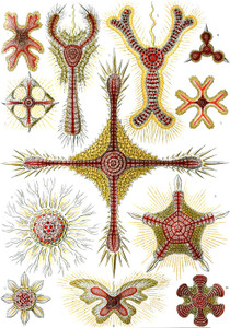 Art Prints of Discoidea, Plate 11 by Ernest Haeckel