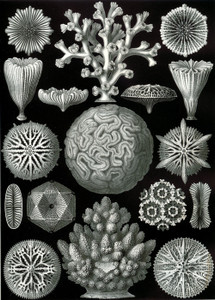 Art Prints of Hexacoralla, Plate 26 by Ernest Haeckel