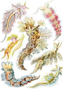 Art Prints of Nudibranchia, Plate 43 by Ernest Haeckel