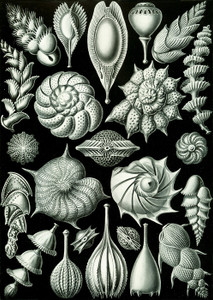 Art Prints of Thalamophora, Plate 81 by Ernest Haeckel