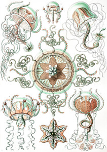 Art Prints of Trachomedusae, Plate 26 by Ernest Haeckel