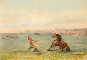 Art Prints of Catching the Wild Horse Lithograph by George Catlin