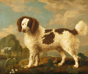 Art Prints of Brown and White Norfolk or Water Spaniel by George Stubbs