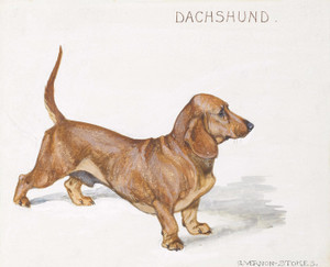 Art Prints of Dachshund by George Vernon Stokes