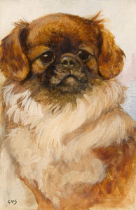 Art Prints of Portrait of a Pekingese by George Vernon Stokes