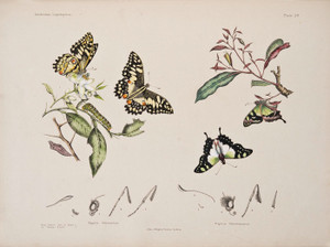 Art Prints of Plate 20 of Australian Lepidoptera and Transformations by Helena Scott