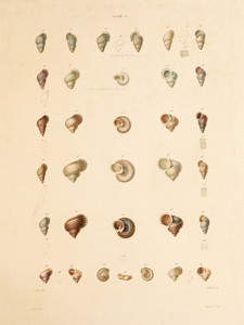 Art Prints of Shells, Plate 31 by Jean-Baptiste Lamarck