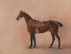 Art Prints of Study of a Saddled Bay Hunter by John Ferneley