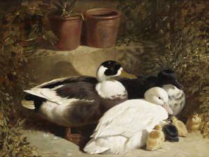 Art Prints of Ducks and Ducklings by John Frederick Herring