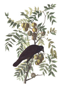 Art Prints of American Crow by John James Audubon