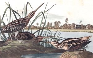 Art Prints of American Snipe by John James Audubon