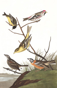 Art Prints of Arkansaw Siskin by John James Audubon