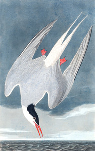 Art Prints of Arctic Tern by John James Audubon