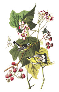 Art Prints of Black and Yellow Warbler by John James Audubon