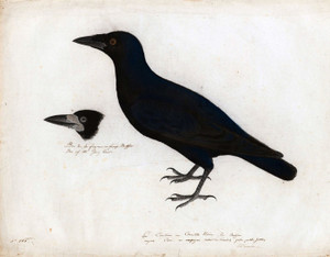 Art Prints of English Crow by John James Audubon