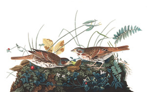 Art Prints of Fox Coloured Sparrow by John James Audubon