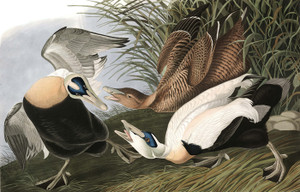 Art Prints of Eider Duck by John James Audubon