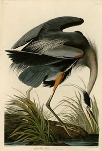 Art Prints of Great Blue Heron by John James Audubon