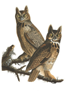 Art Prints of Great Horned Owl by John James Audubon