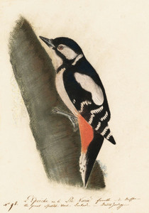 Art Prints of Great Spotted Woodpecker by John James Audubon