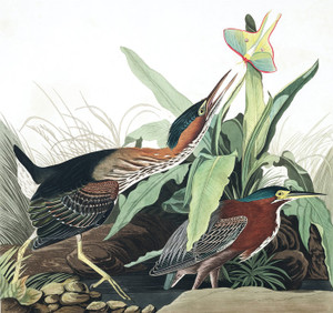 Art Prints of Green Heron by John James Audubon